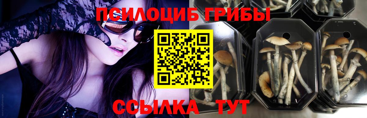 Лянтор  Псилоцибиновые грибы Psilocybe  Вход с VPN 